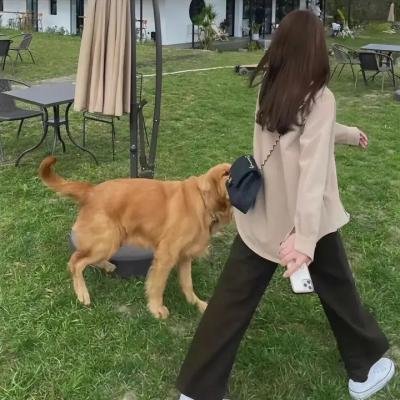 雌雄双谍